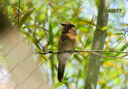 Crescent-chested Puffbird (Malacoptila striata)